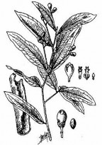 Thành phần hoá học giống Hắc phụ Công dụng giống như Hắc phụ NHỤC QUẾ 7