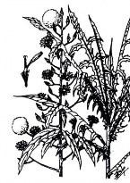 BỒ CÔNG ANH Bộ phận dùng là lá đã làm khô của cây Bồ công anh Việt Nam có 1