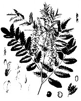 Công dụng giải độc tiêu viêm chữa tràng nhạc mụn nhọt đinh độc viêm tuyến 2