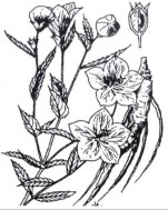 CÁT CÁNH Bộ phận dùng là rễ đã cạo bỏ vỏ ngòai của cây Cát cánh có tên 3