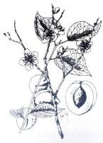 Đặc điểm Thu hái vào tháng 3 4 khi quả đã chín vàng Đem rửa sạch phơi 1 2 4