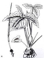 BÁN HẠ Tên khác Củ chóc chóc chuột Bộ phận dùng thân rễ của cây Bán hạ có 5