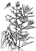 HUYỀN SÂM Bộ phận dùng Rễ đã phơi hoặc sấy khô của cây Huyền sâm 6