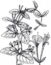 Cách dùng 8 – 16 gam ngày dạng thuốc sắc KIM NGÂN HOA Bộ phận dùng là hoa sắp 7