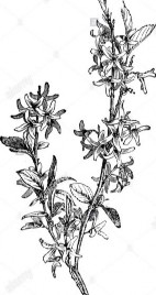 LIÊN KIỀU Bộ phận dùng quả khô của cây Liên kiều có tên khoa học Forsythia 8