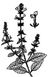 Công dụng chữa ho long đờm tâm phiền sốt cao khát nước ho ra máu chảy máu cam 1