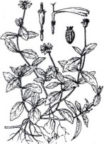 SÀI ĐẤT Bộ phận dùng dùng toàn cây của cây Sài đất có tên khoa học Wedelia 2