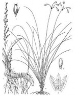 Cách dùng dùng 9 – 15 gam ngày dạng thuốc sắc thuốc rượu TRI MẪU Bộ phận 3