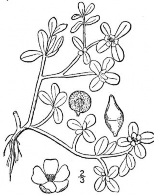 RAU SAM Bộ phận dùng dùng toàn cây Rau sam tên khoa học Portulaca oleracea L họ Rau 4