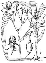 XẠ CĂN Bộ phận dùng thân rễ cây Xạ căn có tên khoa học Belamcanda chinensis Lem 5