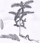 DIỆP HẠ CHÂU Bộ phận dùng Dùng toàn thân cây Chó đẻ răng cưa Phyllanthus 6