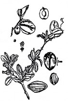 Bộ phận dùng Dùng nhân hạt của cây Táo có tên khoa học Zizyphus mauritiana Lamk 7