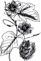 LẠC TIÊN Bộ phận dùng là toàn cây Lạc tiên Herba Passiflorae đã bỏ gốc rễ 8