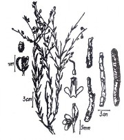 VIỄN CHÍ Bộ phận dùng Rễ đã bỏ lõi gỗ phơi hoặc sấy khô của một số 1