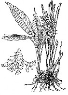 Cách dùng 12 – 20 gam ngày NGHỆ VÀNG Bộ phận dùng là thân rễ của cây Nghệ có 10