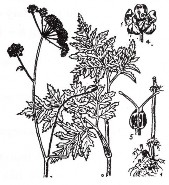 XUYÊN KHUNG Bộ phận dùng là thân rễ đã phơi hay sấy khô của cây Xuyên khung có 11