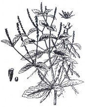 Bộ phận dùng là rễ đã chế biến khô của cây Hoài ngưu tất còn gọi là Ngưu 12