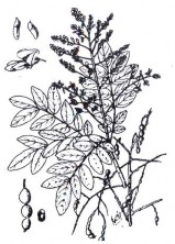 Công dụng chữa đái ra máu do sỏi tểu buốt bế kinh thống kinh đau khớp giải 13