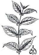 CÂU ĐẰNG Bộ phận dùng là những đoạn thân có gai hình móc câu đã phơi khô 2