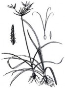 HƯƠNG PHỤ Bộ phận dùng là thân rễ phơi khô của cây Hương phụ cây Cỏ gấu 3