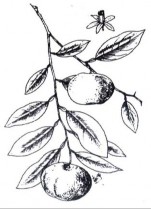 Cách dùng 4 – 8 gam ngày TRẦN BÌ Bộ phận dùng là vỏ quả chín phơi hoặc sấy 4