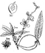 ĐÀO NHÂN Bộ phận dùng hạt đã phơi hoặc sấy khô từ quả chín của cây Đào 6