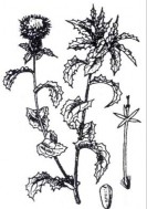 HỒNG HOA Bộ phận dùng là hoa đã phơi hoặc sấy khô của cây Hồng hoa có tên 7