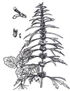 ÍCH MẪU Bộ phận dùng toàn cây phơi hay sấy khô của cây Ích mẫu gọi là Ích 8