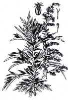 NGÃI CỨU Bộ phận dùng là cành lá đã làm khô của cây Ngãi cứu có tên khoa 9