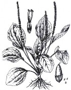 MÃ ĐỀ Bộ phận dùng toàn cây của cây Mã đề có tên khoa học Plantago major L 1