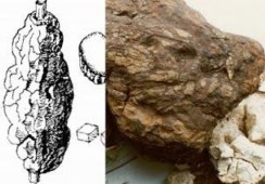 PHỤC LINH Bộ phận dùng là thể quả đã phơi hay sấy khô của nấm Phục linh 2