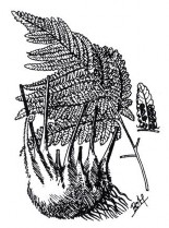 CẨU TÍCH Bộ phận dùng là thân rễ đã cạo sạch hoặc đốt cháy hết lông tơ 5