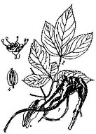 ĐỘC HOẠT Bộ phận dùng dùng rễ của cây Độc hoạt có tên khoa học Angelica 6