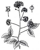 NGŨ GIA BÌ Bộ phận dùng vị thuốc là vỏ thân của cây Ngũ gia bì hương có tên 7