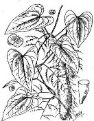 HOÀI SƠN Bộ phận dùng là rễ củ đã phơi hay sấy khô của cây Củ mài có tên 10