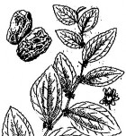 Công dụng chữa di tinh tiểu tiện nhiều khí hư kích thích tiêu hóa hạ đường 11