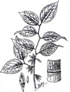 ĐỖ TRỌNG Bộ phận dùng là vỏ thân đã phơi hay sấy khô của cây Đỗ trọng 12