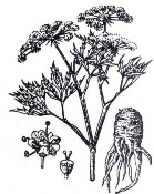 ĐƯƠNG QUI Bộ phận dùng là rễ đã làm khô của cây của cây Đương quy có tên 13