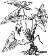 THIÊN NIÊN KIỆN Bộ phận dùng là thân rễ phơi hay sấy khô của cây Thiên niên 3