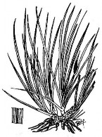 THỦY XƯƠNG BỒ Bộ phận dùng dược liệu là thân rễ của cây Thạch xương bồ 4