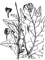 ĐẠI HOÀNG Bộ phận dùng là thân rễ đã cạo vỏ và phơi khô của hai loài 6