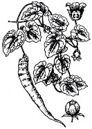 ĐẢNG SÂM Bộ phận dùng là rễ đã phơi hoặc sấy khô của cây Đảng sâm có 7