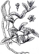 BA KÍCH Bộ phận dùng là rễ đã phơi sấy khô của cây Ba kích có tên khoa học 9