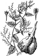 HÀ THỦ Ô Bộ phận dùng là rễ củ đã phơi hoặc sấy khô của cây Hà thủ ô 1