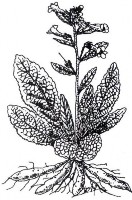 THỤC ĐỊA Bộ phận dùng là rễ củ của cây Địa hoàng có tên khoa học là 2