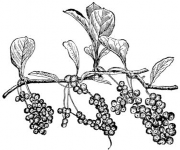 NGŨ VỊ TỬ Bộ phận dùng là quả chín đã phơi hoặc sấy khô của cây Bắc ngũ 3