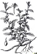 CÂU KỶ TỬ Bộ phận dùng là quả chín phơi hay sấy khô của cây Câu kỷ hay 5