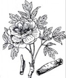 Công năng bổ can thận nhuận phế kiện cân cốt Công dụng chữa can huyết hư ho 6