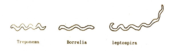 3 4 Một số vi khuẩn có hình thể trung gian Ví dụ như vi khuẩn dịch hạch 10