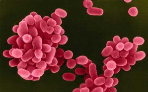 Trực khuẩn dịch hạch Brucella Do sự ổn định tương đối hình thể và kích 12